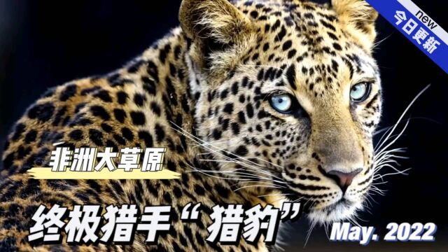 在广阔的非洲大草原上.有一种终级猎手叫“猎豹”