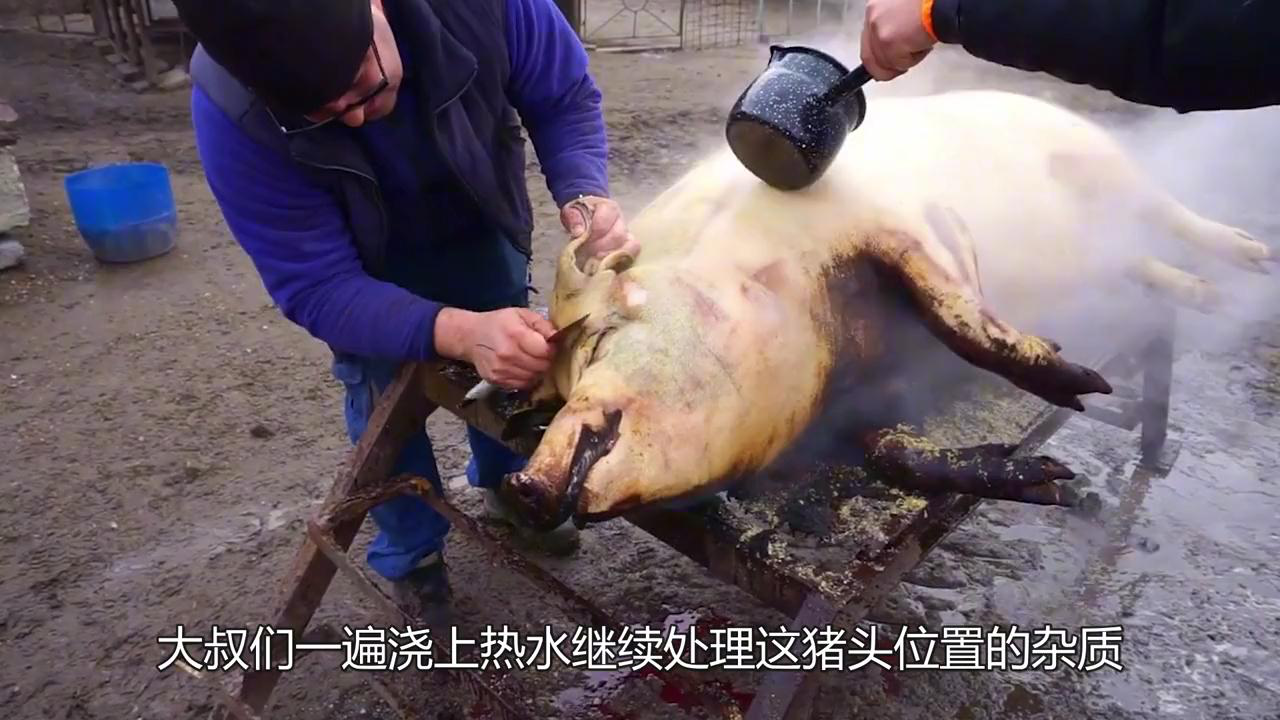 腾讯视频】 大叔祖传杀猪法，撒粗盐给猪“搓澡”，秒撕猪皮，像在撕纸，真牛