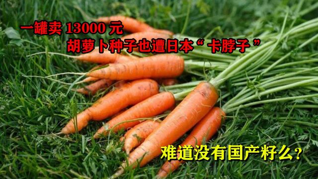 一罐卖13000元!胡萝卜种子也遭日本“卡脖子”,难道没有国产籽么?