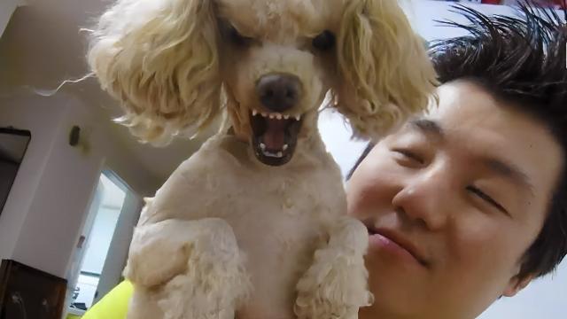 泰迪搞错家庭地位,天天冲着主人呲牙,网友建议给俩嘴巴冷静一下