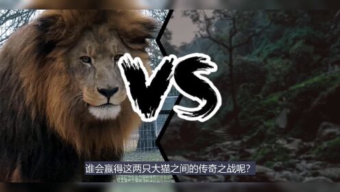 巴巴里狮vs东北虎，谁才是真正的猫科之王？结果竟然也是三七开！上