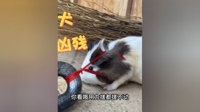 大老远我就看到这条恶犬,怪不得要大铁链锁住那么凶残 #我的乡村生活 #农村生活 #农村日常