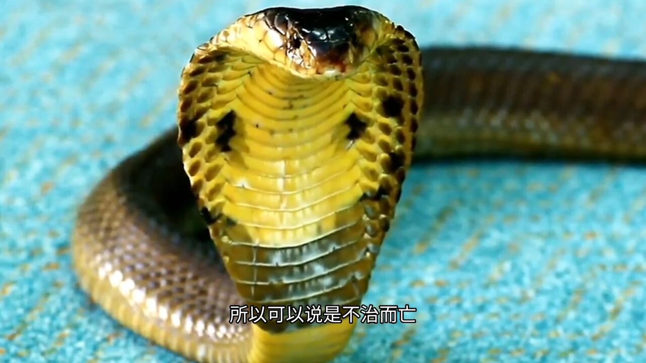 恐怖到极点,眼镜王蛇:蛇类的煞星_腾讯视频