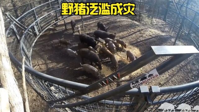 野猪泛滥成灾,农夫设计岀捕兽神器,一次就能捕捉到几十只野猪