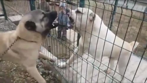 坎高犬vs中亚牧羊犬，谁才是大型犬种的战力天花板？1