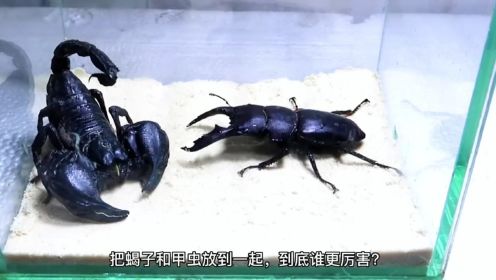 蝎子大战甲虫，谁更厉害？安排一场看看，但结局有点意外！