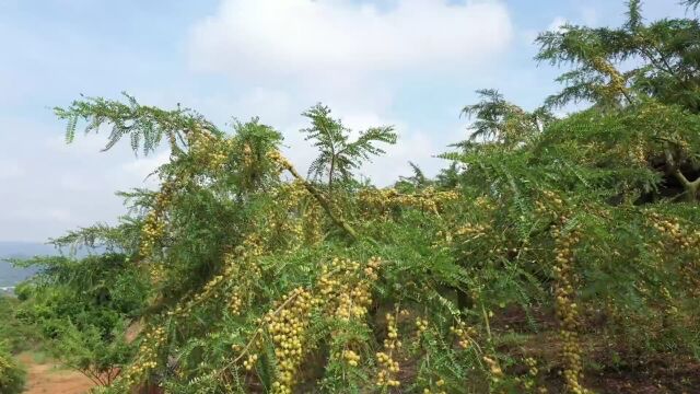 【我们的节日•中秋节】中秋时节话丰收 赏月佳果满枝头