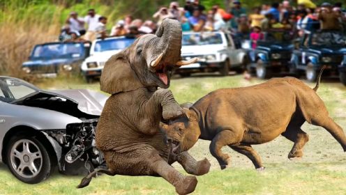 犀牛遇到大象  大战三百回合