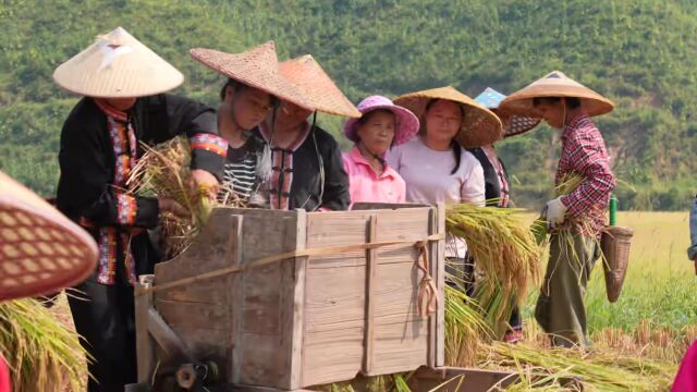 【乡村振兴】贺州钟山 | 瑶乡梯田美如画 金黄稻谷迎丰收