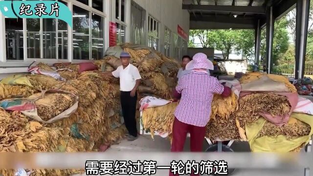 香烟是如何制造出来的?看完保证你不想抽烟了