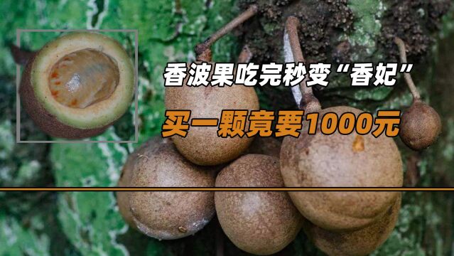 香波果吃完秒变“香妃”,买一颗竟要1000元,为啥在我国买不到呢?