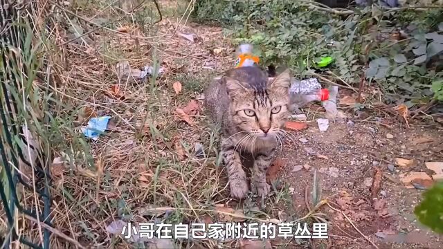 千万不要拒绝一只拦路的猫 接下来的一幕震惊了所有人