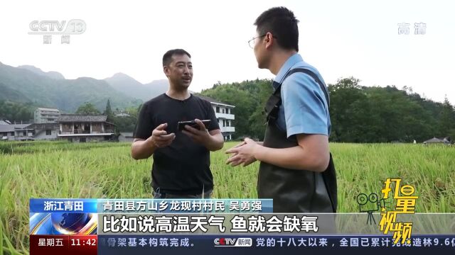 稻鱼共生一田双收!浙江青田开发乡村旅游,助力农民增收致富