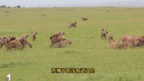 狮子大战鬣狗，草原上的生死宿敌，30分钟的激烈决斗难分胜负。