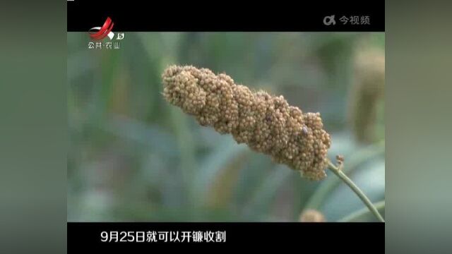 【又是一年好“丰”景】高岭中国村:500亩小米丰收在望