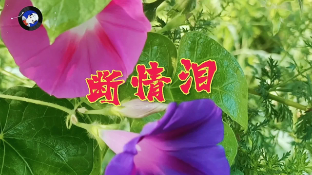 一首《断情泪》词曲悠扬动听,歌声中充满了深情,好感人