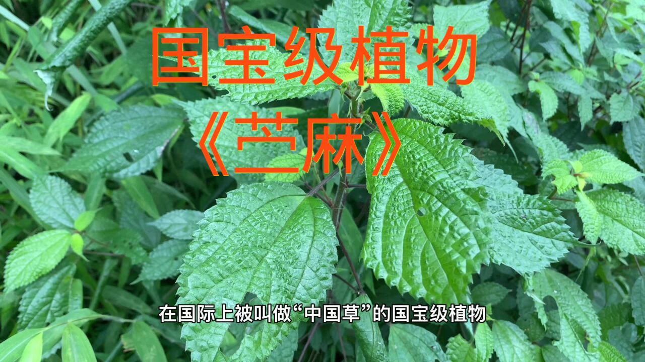 苎麻(荨麻科苎麻属植物)_搜狗百科