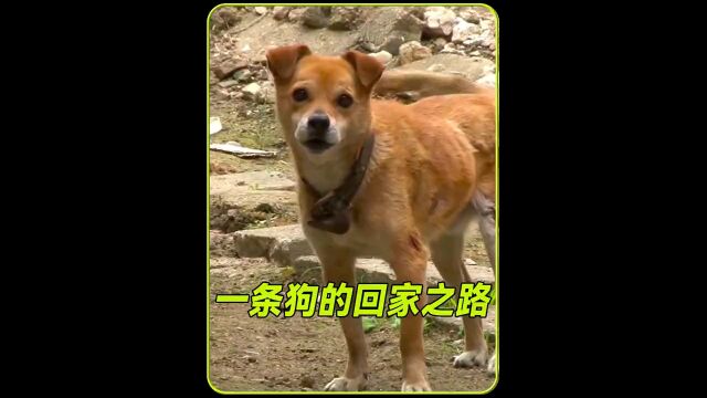 一条“土狗”有多忠诚?看完我泪目了#田园犬 #狗狗是人类最忠实的朋友 #万物皆有灵性