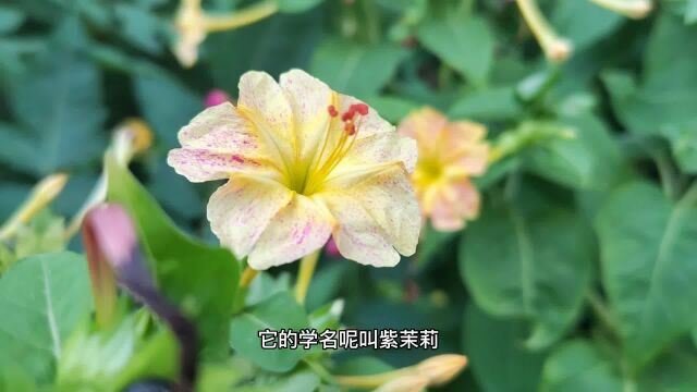 农村常见的紫茉莉,大概是名字最多的一种花,你那里叫什么呢?