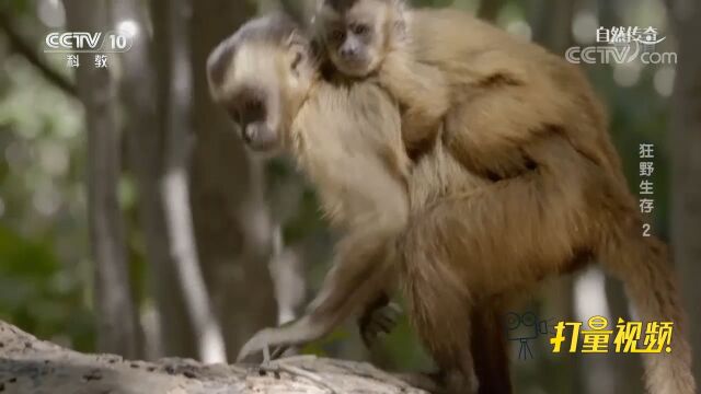 小猴在认真学习生存技能,因为在这里生存并非易事