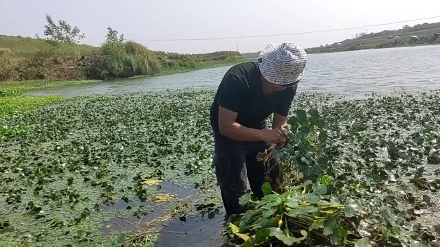 钓鱼都喜欢这种草洞!但是你们知道这个草很美味吗!