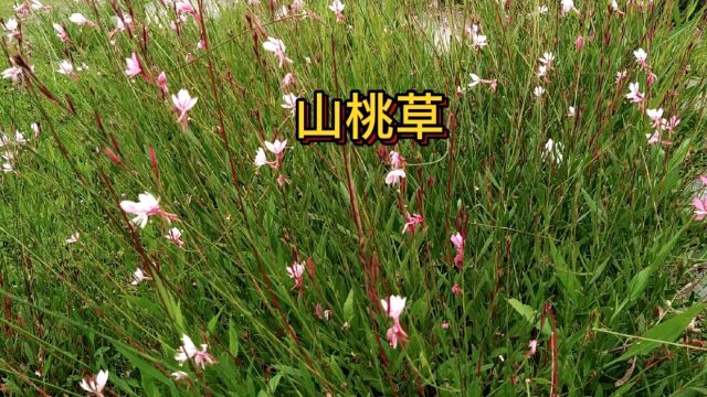 “山桃草”像似桃花,又名千鸟花,细细的叶子,很好管理种植