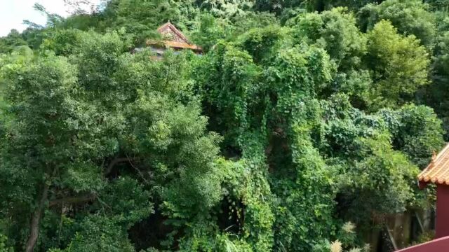 广东省茂名市信宜市水口镇 东方寺