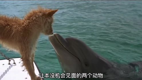 海豚从大鲨鱼嘴中救出狗狗，护送它找到主人，上演豚狗奇缘