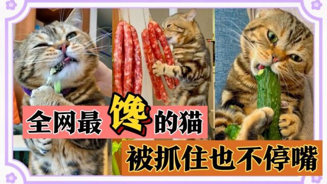 全网最馋的猫,主人直播现场抢肉,狂炫大南瓜,被抓也不停嘴