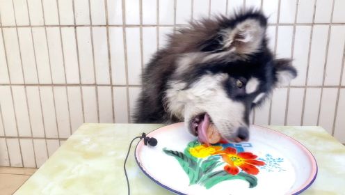 狗狗吃各种食物聆听食物的声音