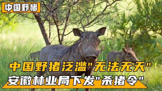 安徽政府颁发“杀猪令”!为何宁愿高价回收,也不让民众吃猪肉?