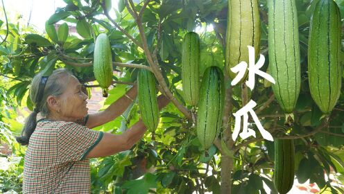 野生水瓜挂满枝头,阿婆摘回跟闺蜜煮汤,水瓜自由的感觉太棒了_高清1080P在线观看平台_腾讯视频