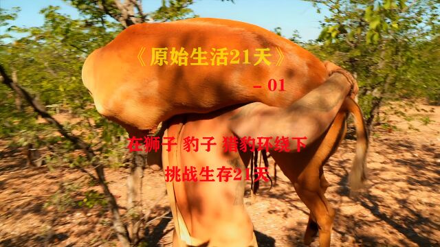 原始生活21天01:捕猎黑斑羚,肉被偷了「纪录片」