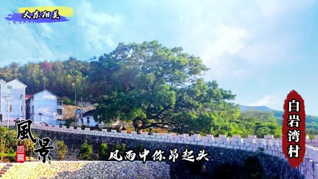 歌画东阳 美丽白鹤湾 千年古树 太子岭古道助力乡村振兴