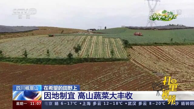 点赞!四川峨眉山因地制宜,发展特色农业,带领农户持续增收