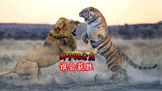 狮子VS老虎,谁会获胜?