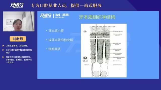 牙满分——牙本质组织学结构