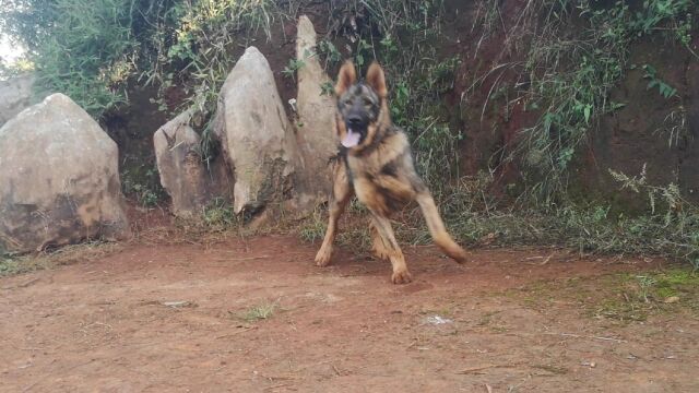 捕头★9月龄★昆明犬草黄