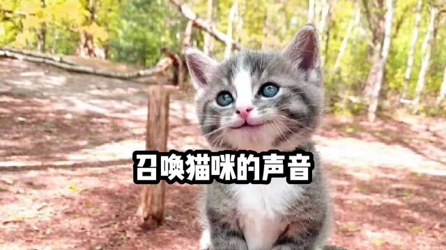 召唤猫咪的声音