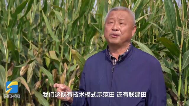 武城:小麦新品种+智能无人驾驶 助力“吨半粮”建设