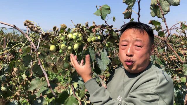 农村这种野香瓜,“保护肝脏清热解毒”好处多,大家来欣赏了解下