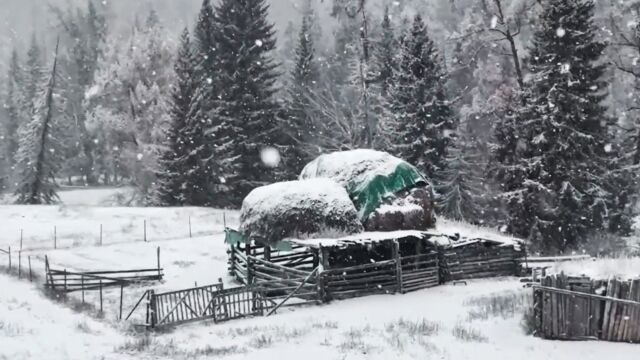 实拍新疆喀纳斯大雪纷飞:万里雪飘大雪压松,炊烟升腾而起似仙境