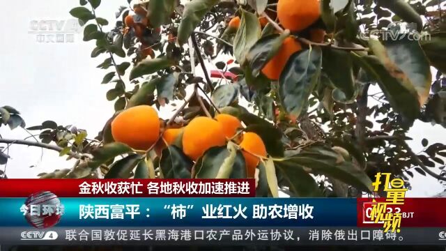 陕西富平:柿子进入采收和加工旺盛期,助力农民增收