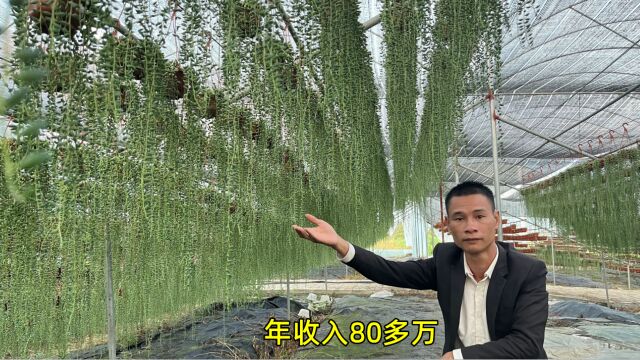 广东小伙在江西种了10万盘植物,一盆能卖810元,一年轻松赚80万