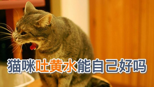 猫咪吐黄水能自己好吗