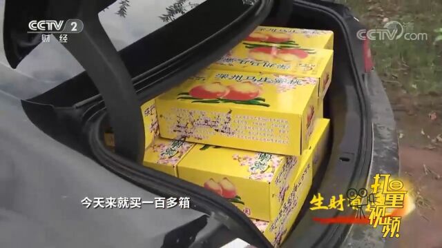 深州蜜桃从食品桃上升到礼品桃的级别,深受消费者喜欢