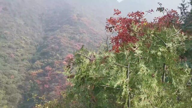 秦岭将军山上霜叶红于二月花