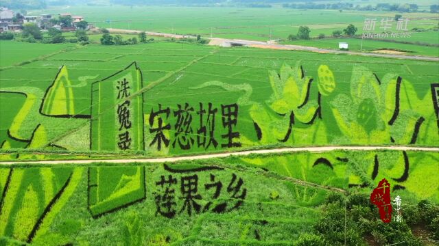 千城百县看中国|福建南平:稻田画里看丰年