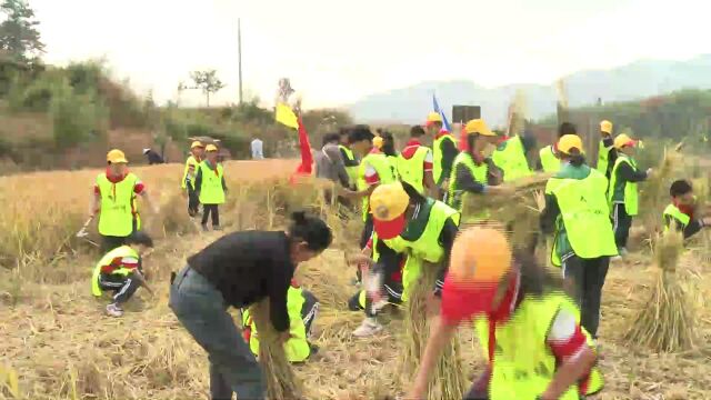 龙门秘境丰收节:种好米 学农事