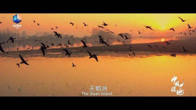 中国湿地—天鹅洲湿地